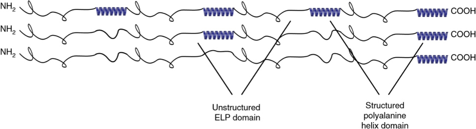 ELP structures