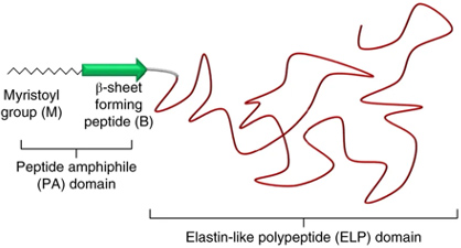 Elastin-like polypeptide domain