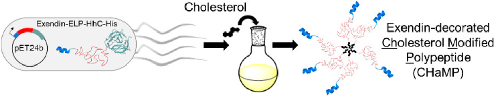 cholesterol modified polypeptide (CHaMP)